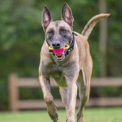 Project Hive Interactive Dog Toys - Set of 2 Looped Balls | Compatible with Hive Zoomer Dog Ball Thrower | Perfect for Fetch and Tug Play | Pink and Blue