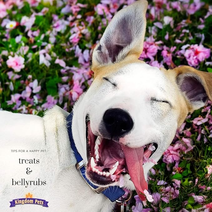 Chicken Jerky & Sweet Potato Dog Treats with Only 4 Ingredients and No Fillers, 3 Pound Bag