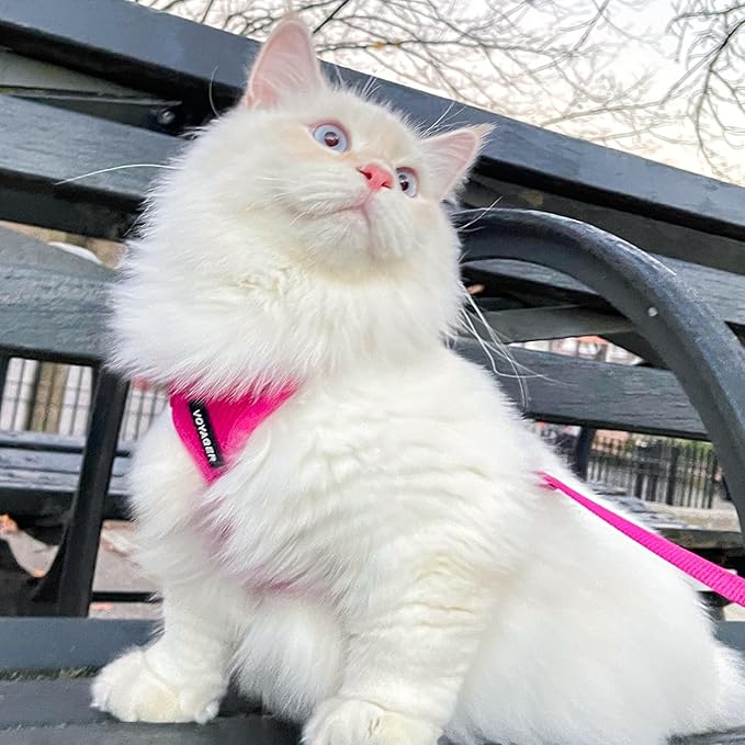Voyager Step-in Lock Adjustable Cat Harness w. Cat Leash Combo Set with Neoprene Handle 5ft - Supports Small, Medium and Large Breed Cats by Best Pet Supplies - Fuchsia, XXS