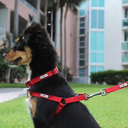 Pawtitas 6 FT Comfortable Leash - Solid Color, Extra Small to Small Sizes, Orange, Ideal for Puppy Training