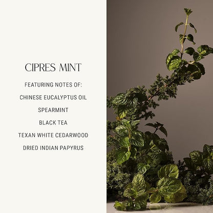 Homecourt Luxury Scented Candle, 60-Hour Burn Time, Soy Wax Blend & Organic Cotton Wick, Kiln-Fired Reusable Ceramic Vessel, Cipres Mint, 8 oz