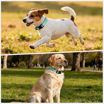 Reflective Dog Collar with Quick Release Buckle - Metal Ring - Adjustable Soft Neoprene Padded Basic Dog Collar for Small Medium Large Dogs (Teal, Medium :Width 1",Neck 13.8-19.6")