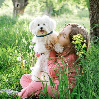 Peacock Blue Dog Collar and Leash Set for Medium Dogs Soft and Breathable of 90% Rayon from Bamboo and 10% Polyester Comfortable Skin-Friendly, Adjustable Leash Set with Quick Release Buckle