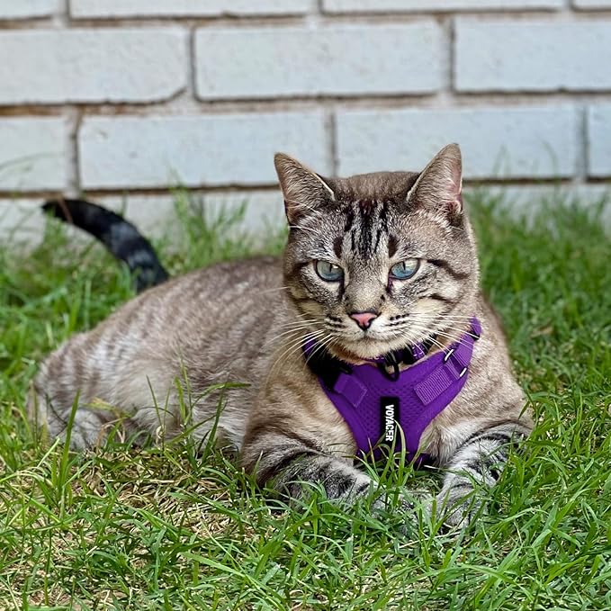 Voyager Step-in Lock Adjustable Cat Harness w. Cat Leash Combo Set with Neoprene Handle 5ft - Supports Small, Medium and Large Breed Cats by Best Pet Supplies - Purple, S