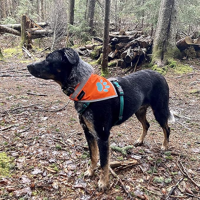 Bandana for Dogs. Blaze Orange Scarf with Reflective Collar is a Perfect Pet Bandana for Girl and Boy Dogs. Enhance Your Dog Walking Accessories with Our High-Visibility Adjustable Dog Handkerchief