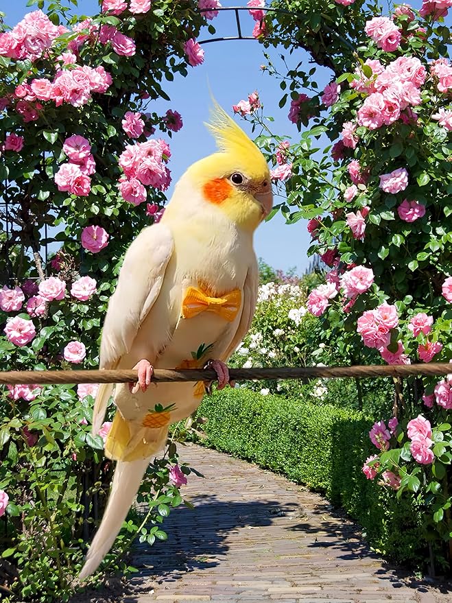 2Pcs Bird Diapers Bird Harness Flight Suits Diapers with 80 Inch Flying Leash Parrot Nappy Washable Cute Urine Wet Suit for Cockatiel Conure Macaw Budgies Parakeet-Rabbit&Pineapple,S