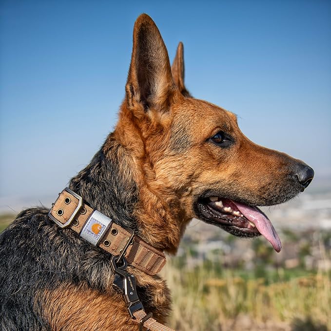 Carhartt Pet Fully Adjustable Wide Webbing Collar for Dogs, Heavy Duty Nylon for Walking & Training, Carhartt Brown, Medium